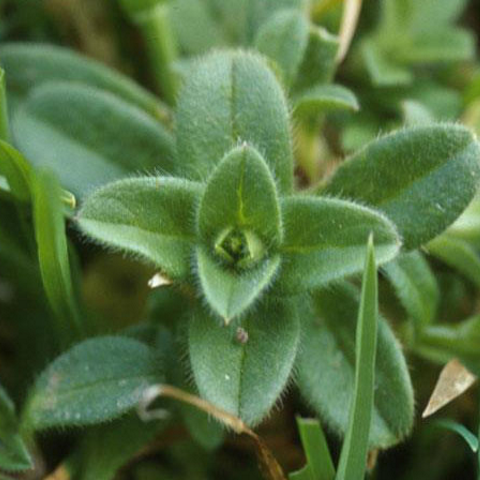 Chickweed Mouse Ear