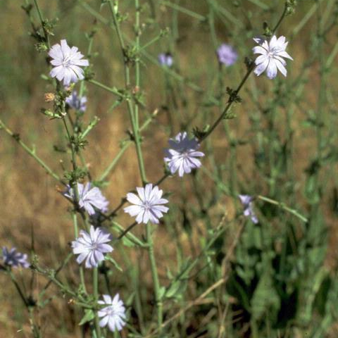 Chicory