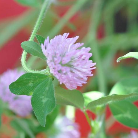 Red Clover