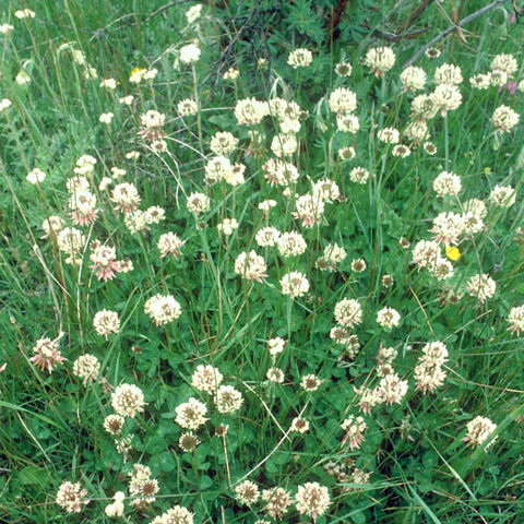 White Clover