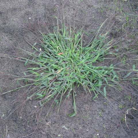 Large crabgrass