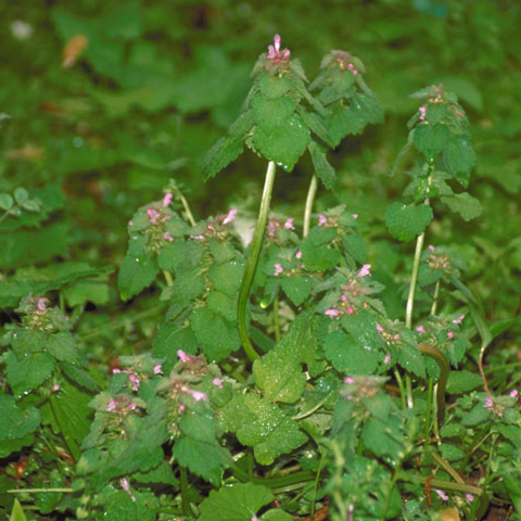 Purple Deadnettle