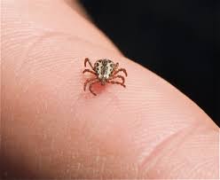 tick on finger