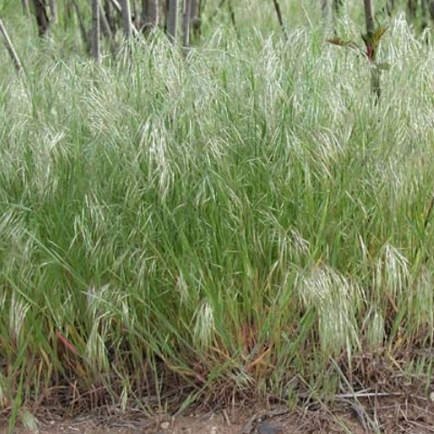 Downy Brome