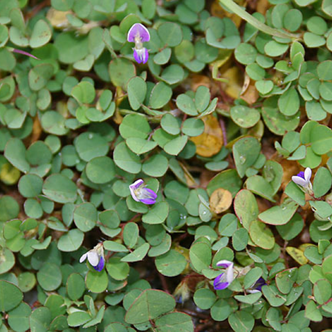 Dwarf beggarweed