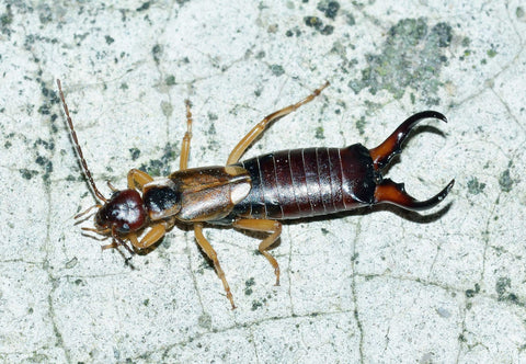 An earwig on a wall