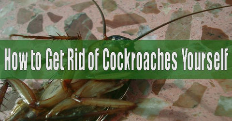 How to get rid of cockroaches yourself
