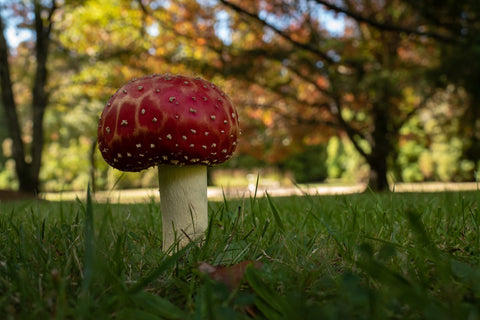 A mushroom in the yard