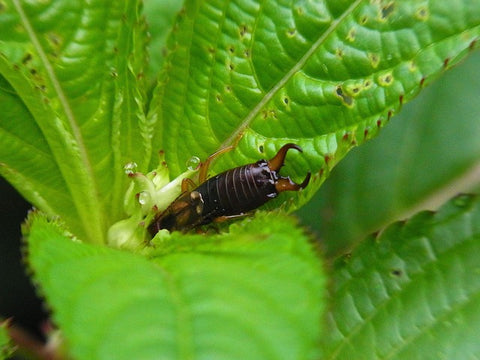 earwig on a leaf