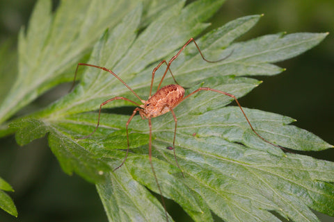 A spider on a leaf