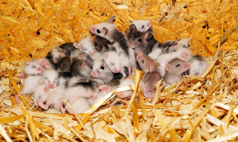 Mice litter