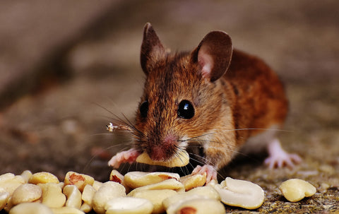 A mouse eating nuts