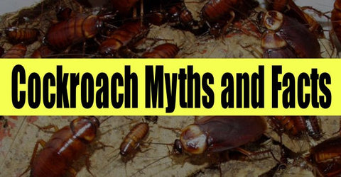 cockroach myths and facts