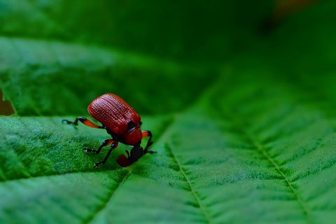 A beetle