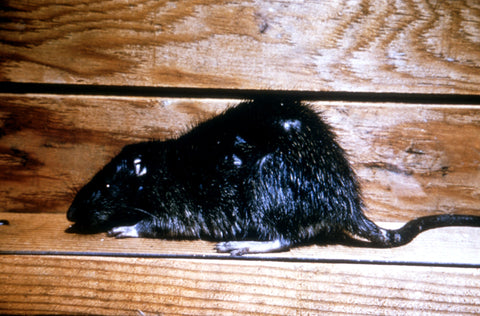 A Norway rat