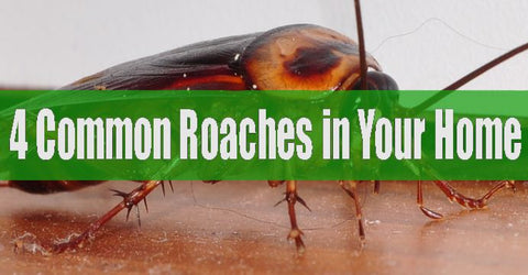 Common roaches in homes