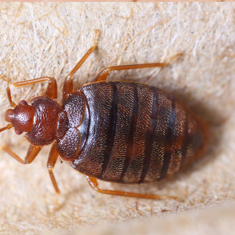 A bed bug