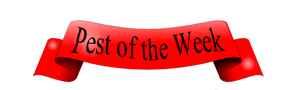 Pest of the Week banner
