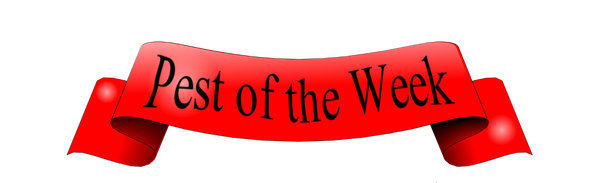Pest of the Week banner