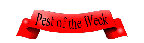 Pest of the week banner