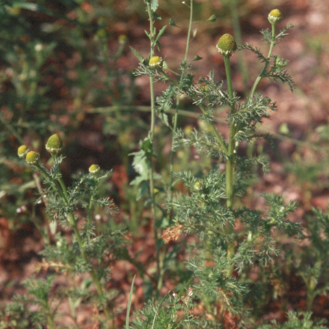 Pineappleweed