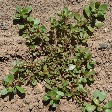 Common Purslane