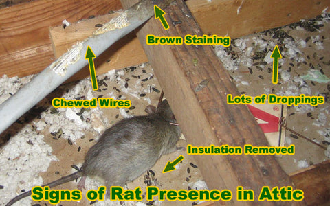 Rat in attic causing damage