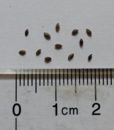 crabgrass seeds