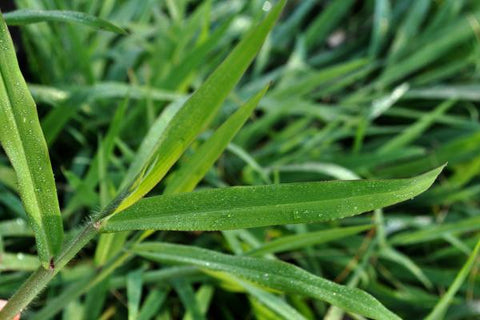 Smooth crabgrass