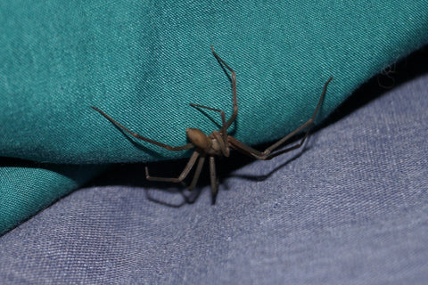Brown recluse spider on a couch