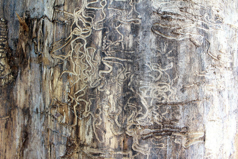 Termite tunnels in wood