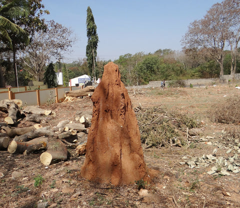 A termite mound