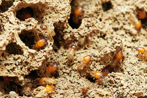 A termite colony