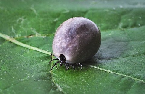 tick on a leaf