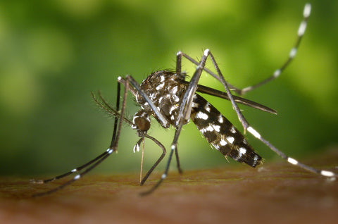 A tiger mosquito