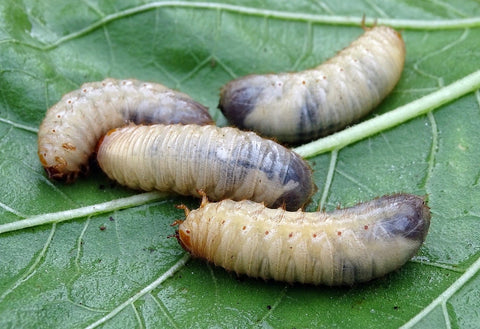 White grubs