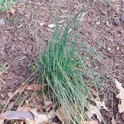 Wild Garlic