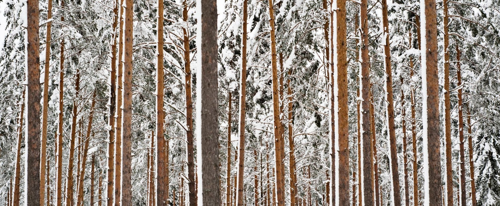 Bomen wijsheid pine tree wisdom