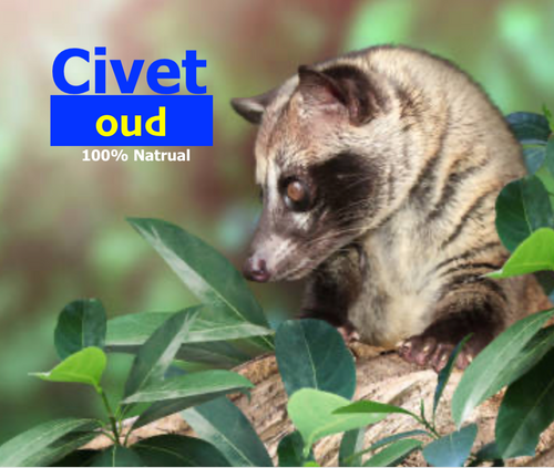 Musk-have scent: the kinky allure of civet