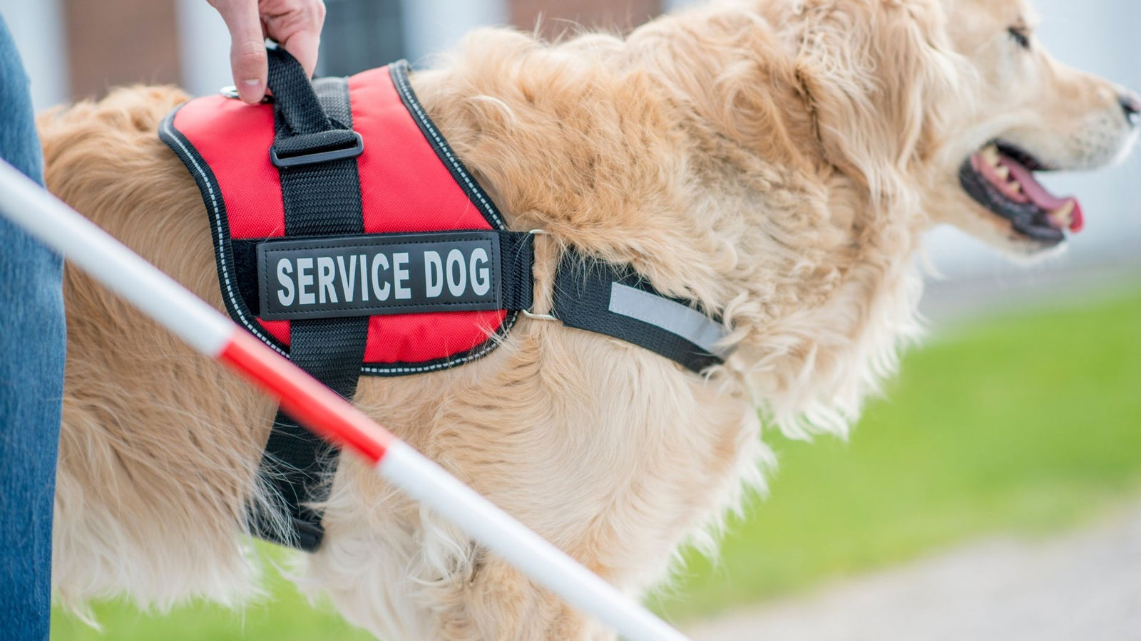 Service Dog. Service animals. ADHD assistance Dogs. Scam Dog.