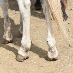 Edema in Horses: Causes + Treatment