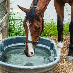 How to Keep Your Water Trough Sparkly Clean - Benefab®