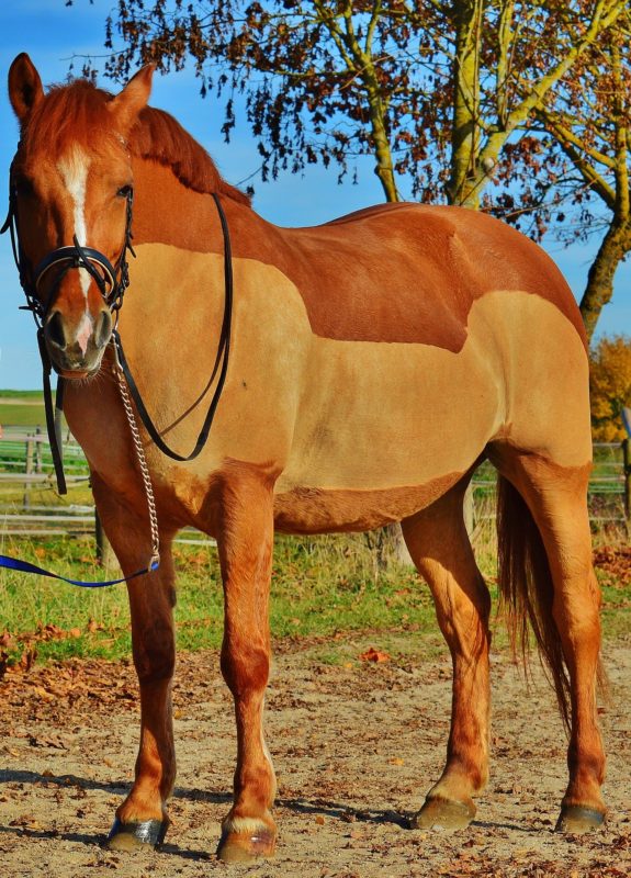Tips for Managing Your Horse's Winter Coat - Benefab®
