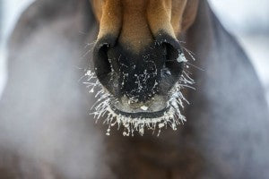 Benefab | Cold Weather Washing For Your Horse | Benefab Products | Horse Blog