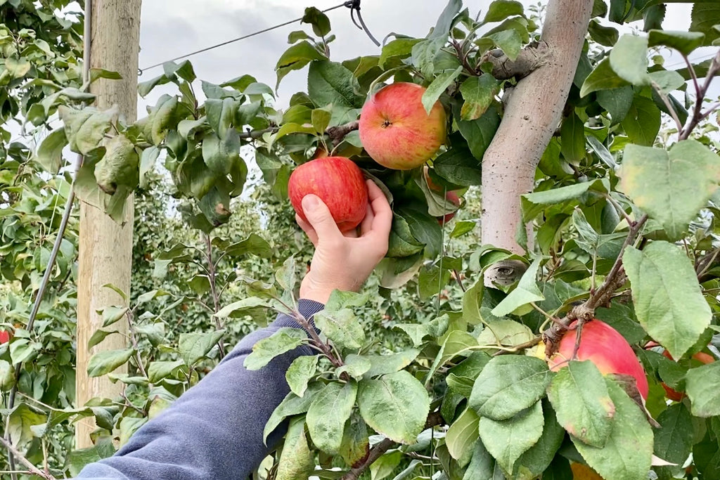 Organic apples good for gut health: study