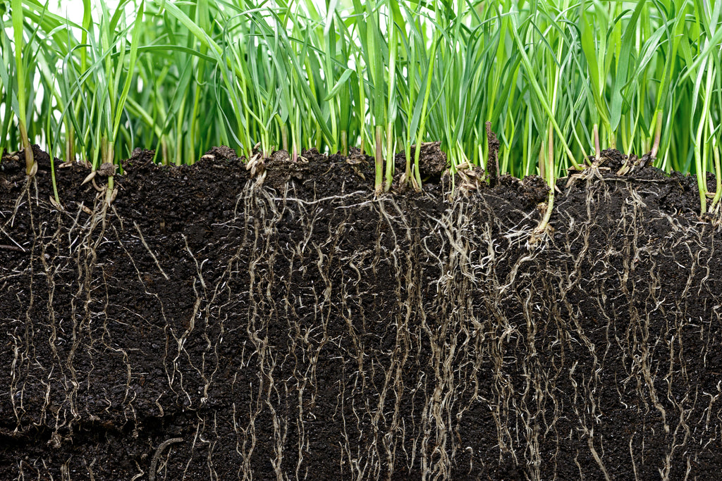 Grass roots growing in soil