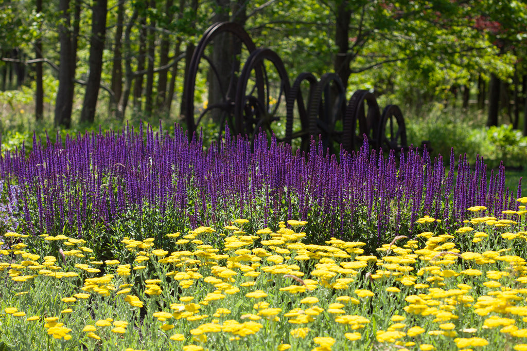 Wildflower field at Kara's farm on the Eastern Shore