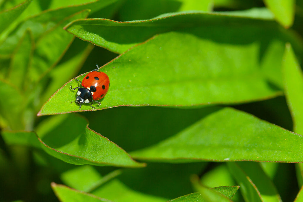 Lady bug on a green leaf surrounded by other green leaves