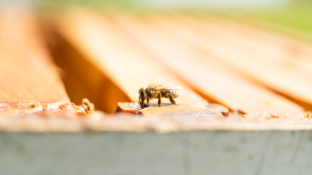 bee with hive space showing