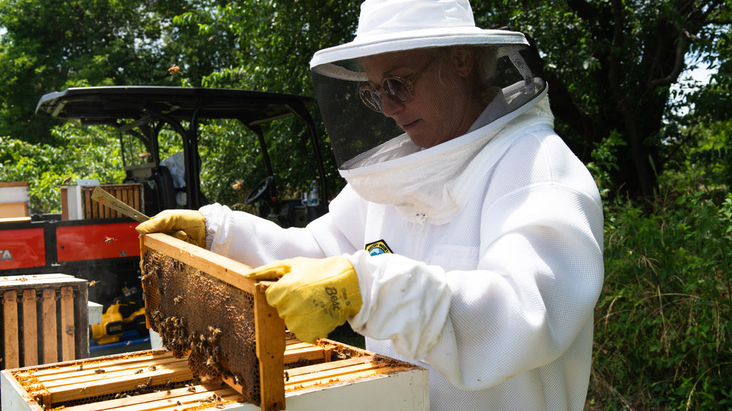 Woman beekeeper holding a frame of honey with bees on it.